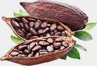 Cacao Bean
